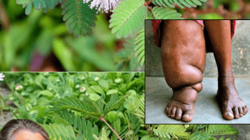 Euphorbia Hirta: Tiny Plant, Big Wellness Benefits