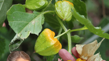 Transform Your Hair with Goosegrass Magic