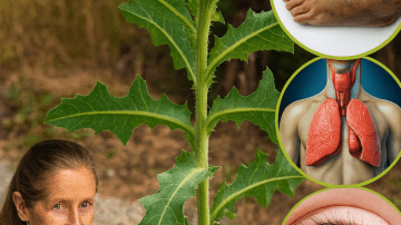 9 Natural Herbs That Could Transform Your Vision Health