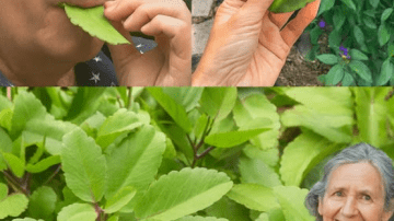 9 Hidden Cashew Apple Secrets for Vibrant Health