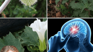 Lamb’s Quarters: Unlock Its Hidden Health Benefits