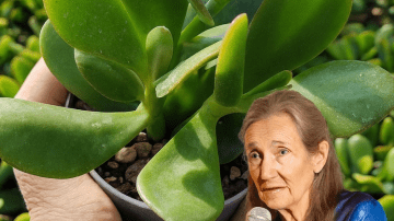 Carrot, Ginger, Turmeric, Lemon Juice: Boost Immunity Now