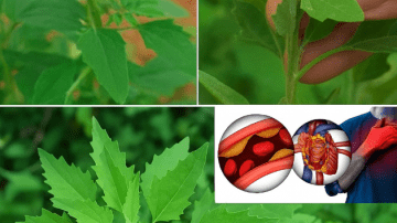 Guava Leaf Tea: The Ancient Elixir That Could Transform Your Health
