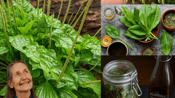 Guava Leaf Tea: The Ancient Elixir That Could Transform Your Health