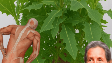 Uncover the Hidden Power of Kalanchoe Pinnata: The Miracle Leaf