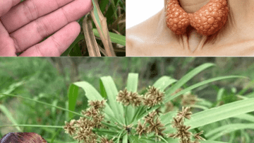 Discover Papaya Flowers in Honey: Your Health Elixir