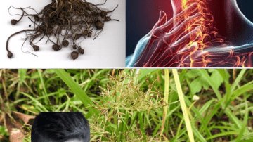 Unlock Papaya Seeds’ Power for Vibrant Health
