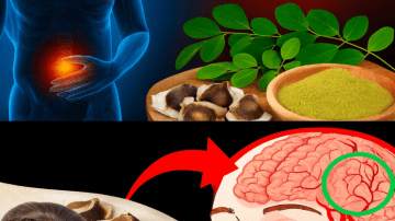 Moringa Powder: 10 Shocking Benefits You Won’t Believe..!