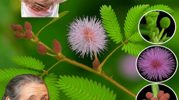 Morning Smoothie Eases Knee Pain Fast