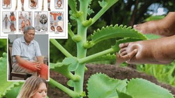 Ignite Romance with an Okra Love Tonic