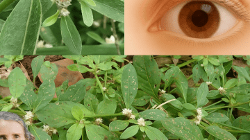 Supercharge Your Health with a Powerful Blend