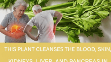 Unlock the Hidden Power of Kalanchoe: Nature’s Secret Weapon for Everyday Wellness