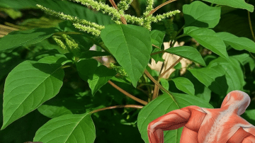 Hibiscus Apple Cinnamon Tea: Detox Your Way to Health