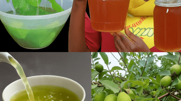 Discover Ginger’s Hidden Power to Rejuvenate Your Skin Naturally